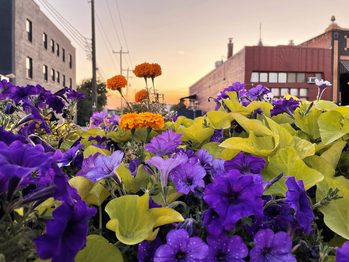 Monroe in Bloom