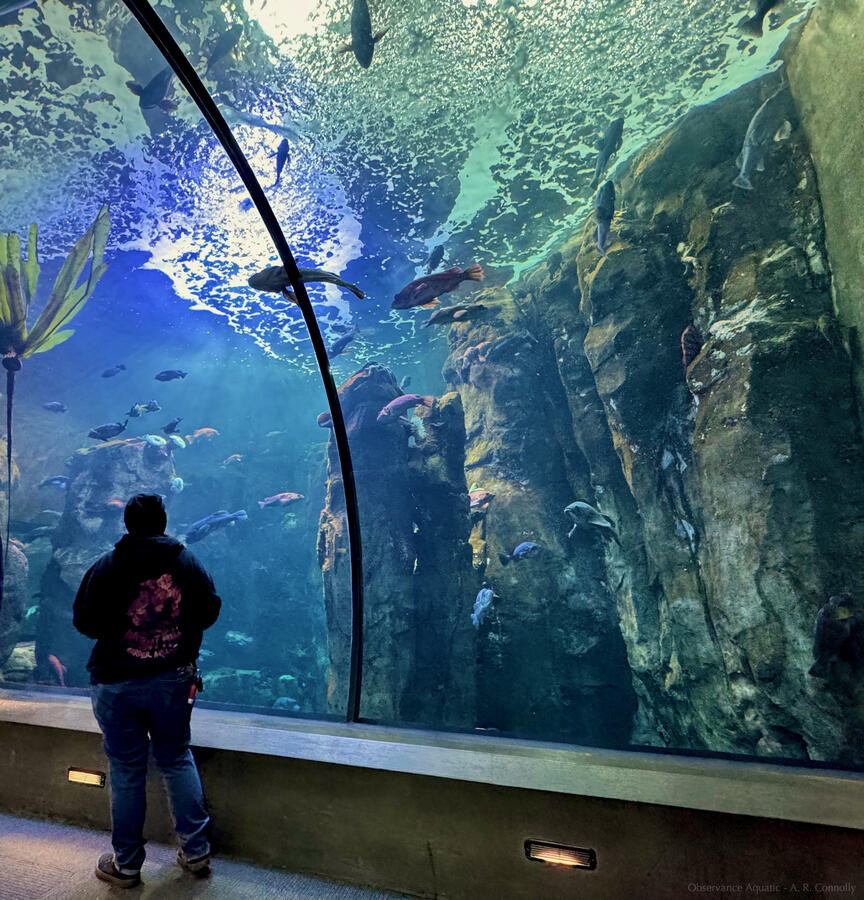 Observance Aquatic