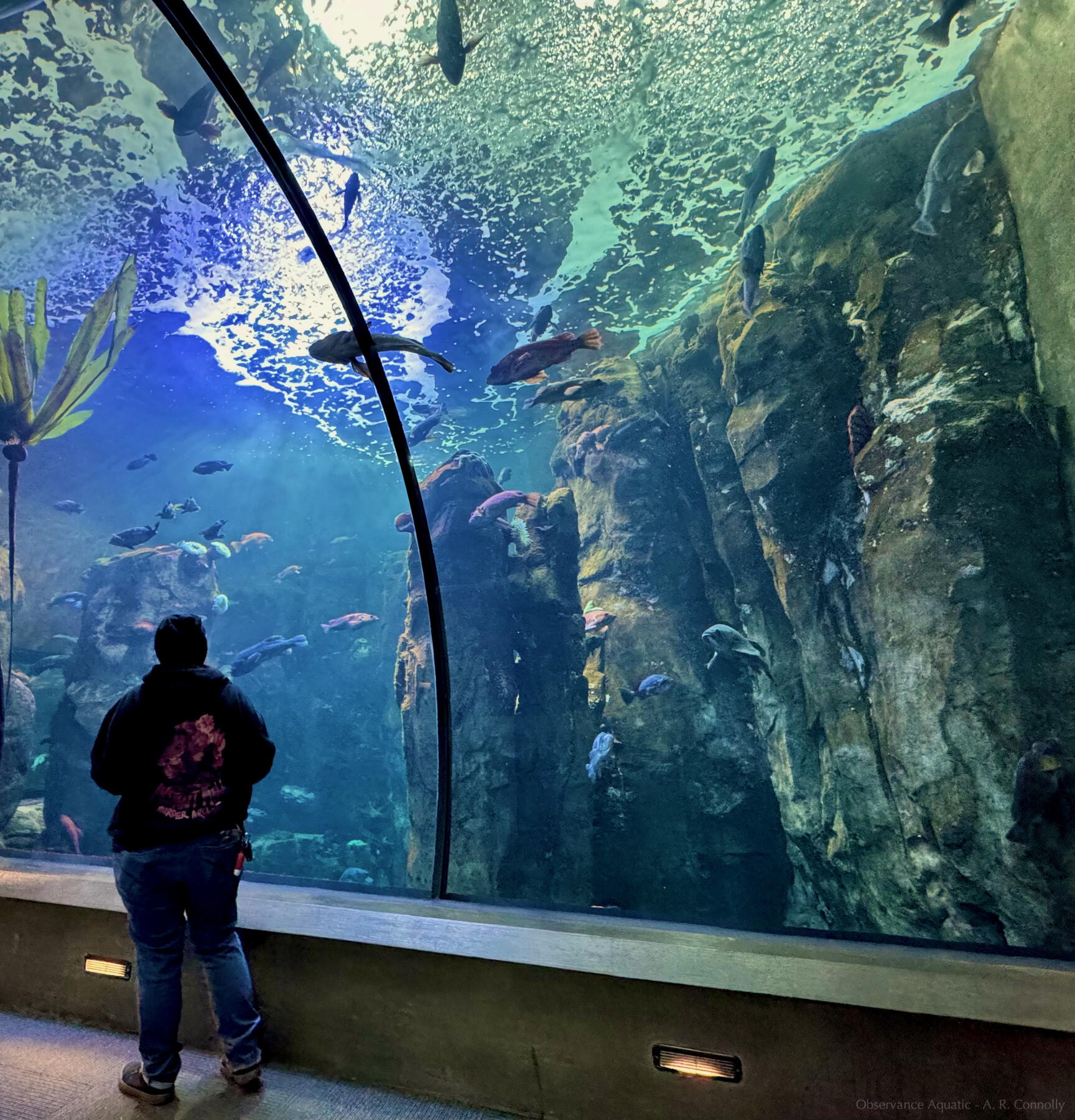 Observance Aquatic