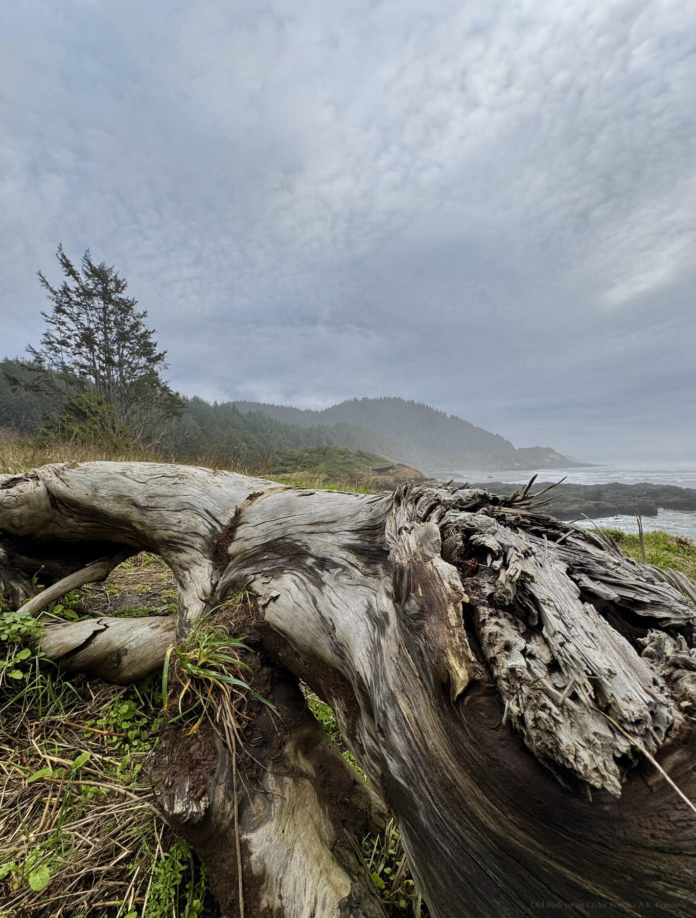 Old Bark on an Older Beach
